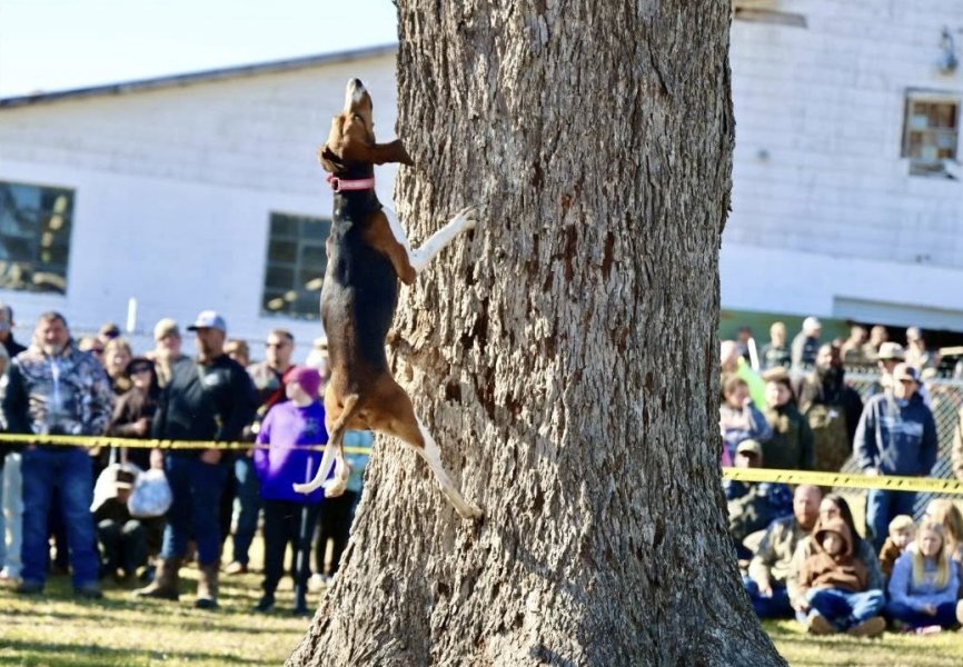 Dam at a treeing competition