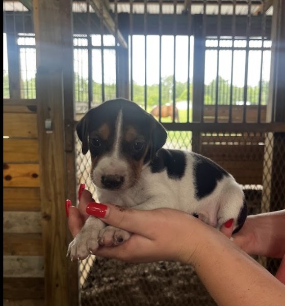 Front view of puppy. All 6 are nearly identical.