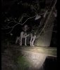 Sire and Dam treeing