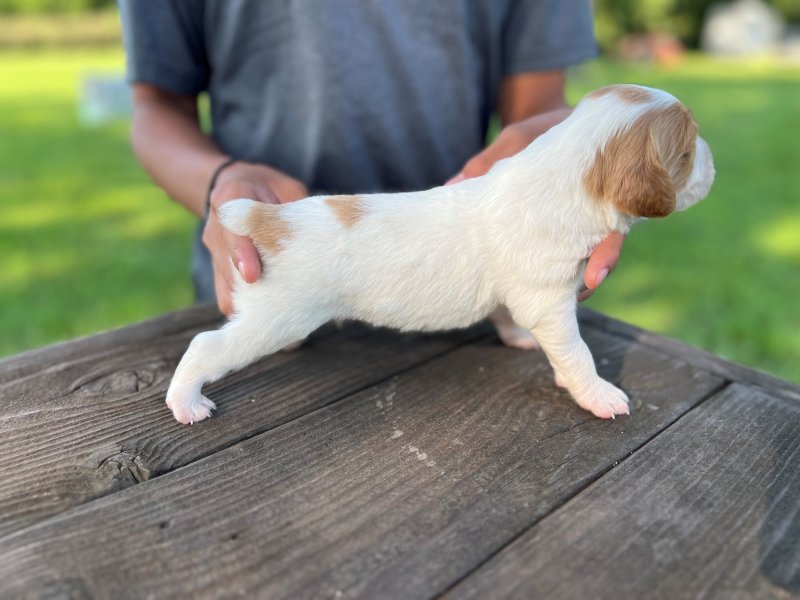 Male 3 right side at 16 days