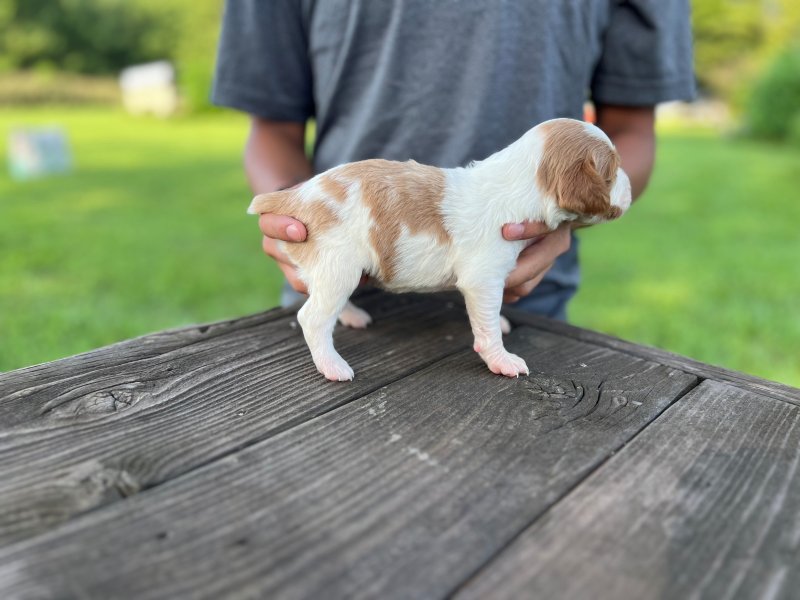 Male 1 right side at 16 days