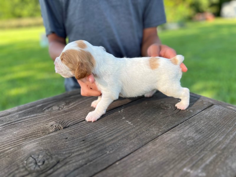 Male 3 left side at 16 days