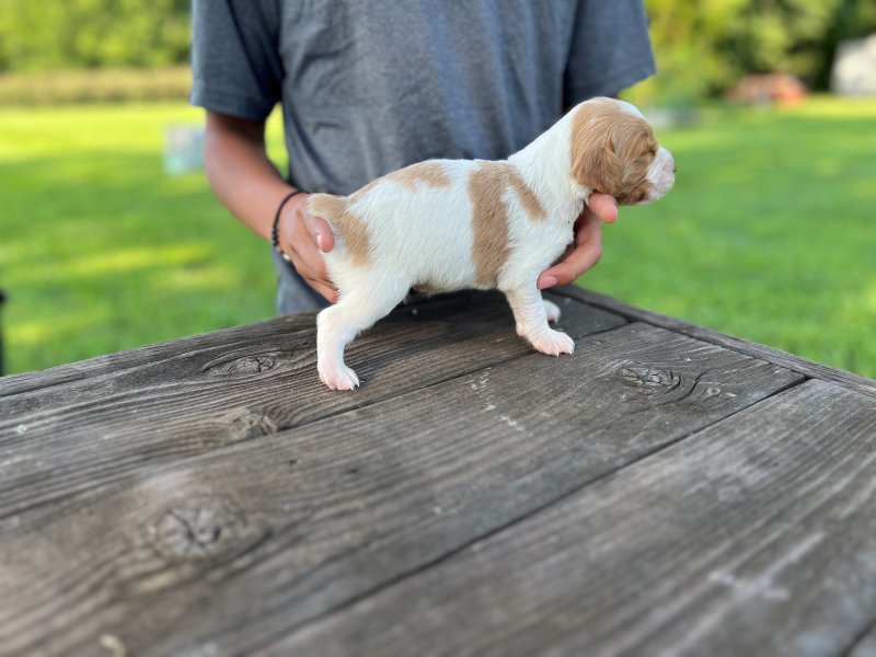 Male 2 right side at 16 days