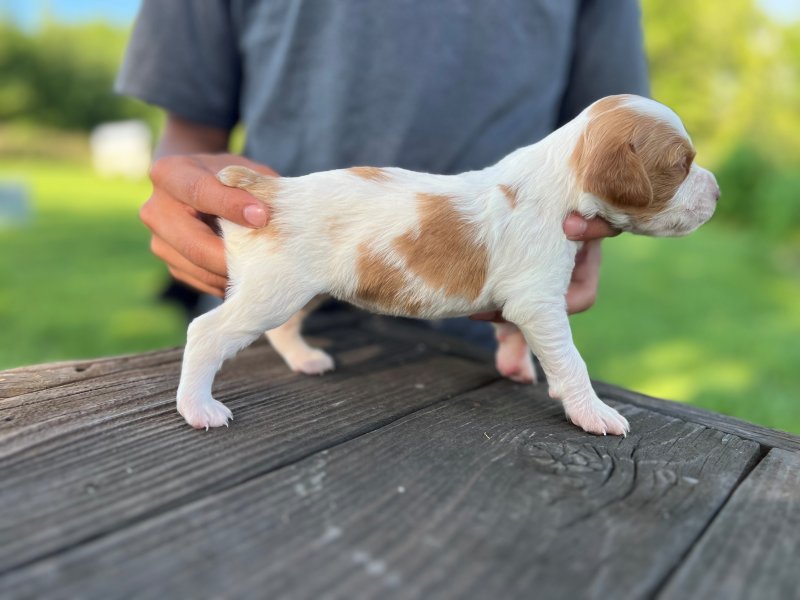 Female 3 right side at 16 days