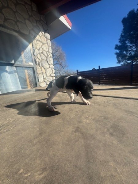 male Captain Black Tail