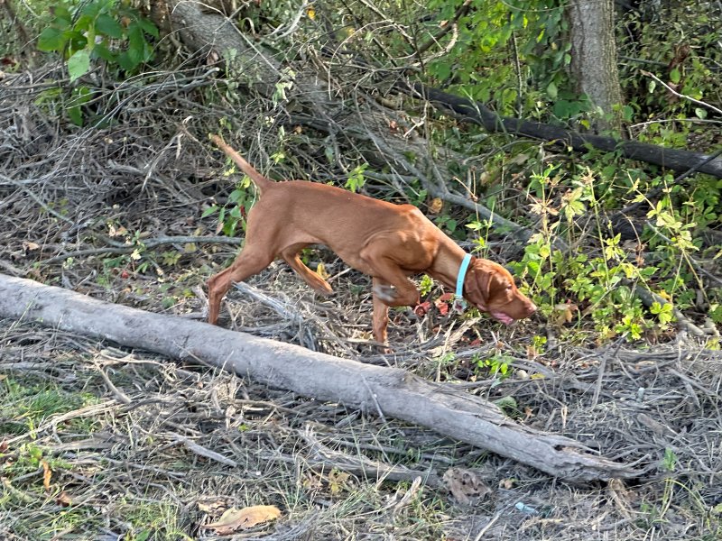 Lexi when she was a puppy