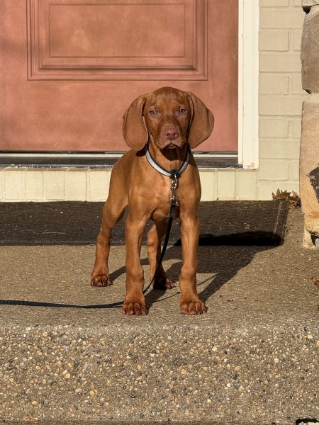 male puppy from current litter