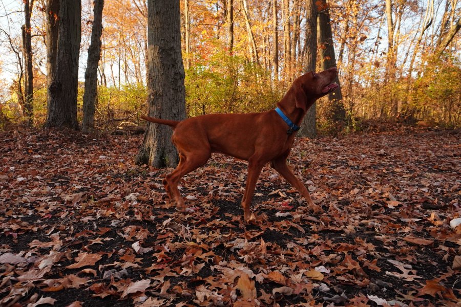 Louie - One of our studs