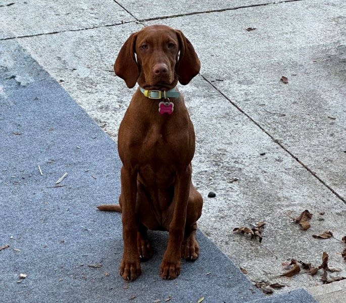 Mother of current litter when she was a puppy