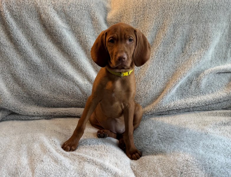 Available Female Puppy - Yellow Collar