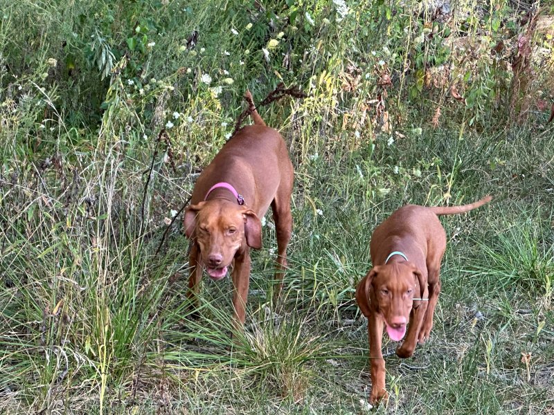 Honey and Lexi - both are our females