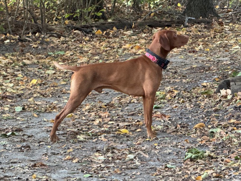 Joey - One of our studs