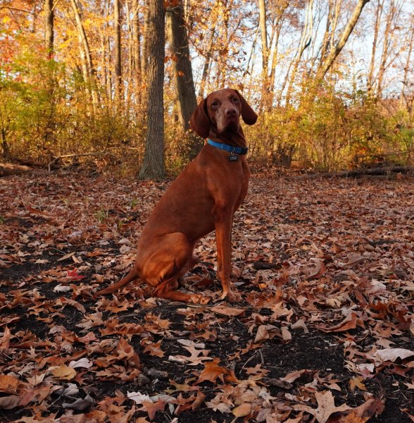 Louie - one of our studs