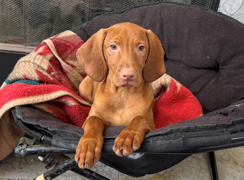 Available Female Puppy - Yellow Collar