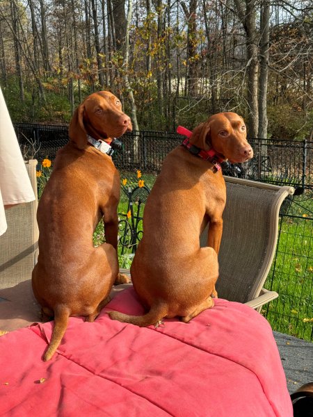 Lexi and Joey - one of our females and one of our studs