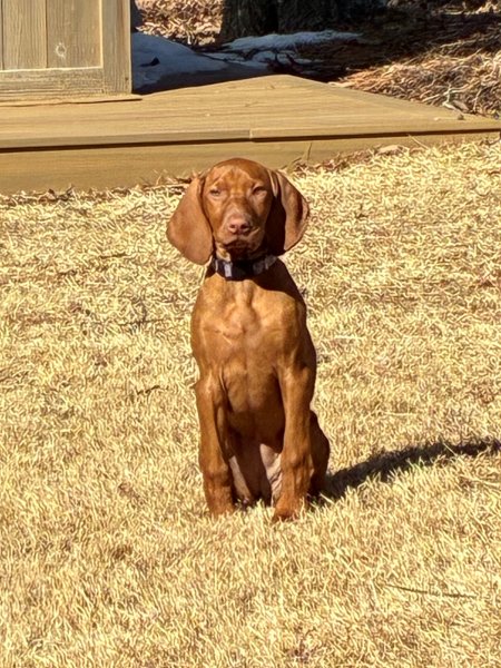 Female puppy from current litter