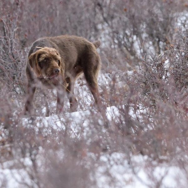 Quill solid on sharptailed grouse