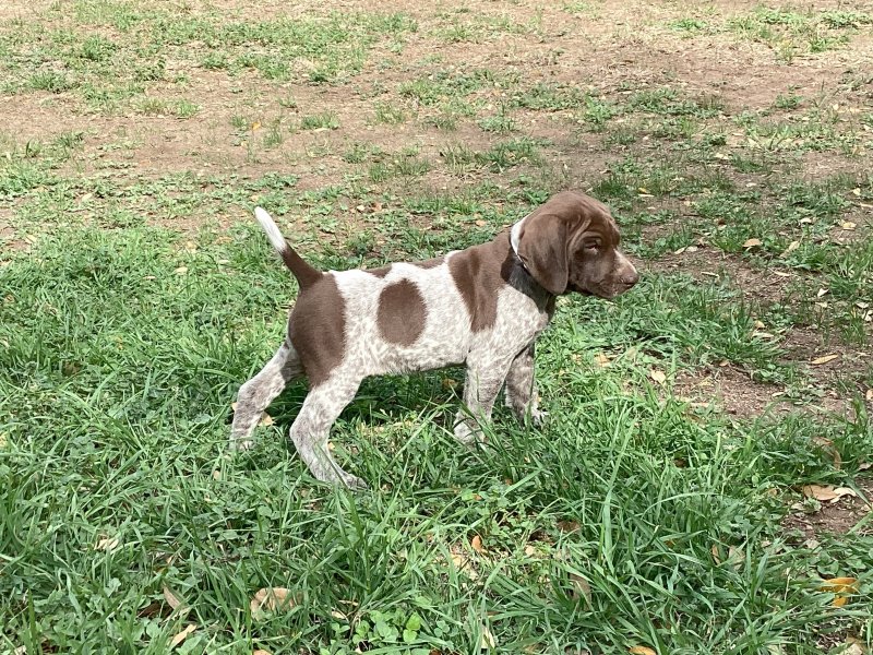 Pups are ready to go!